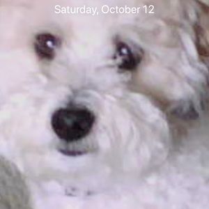 Meet your Posher, Dawn